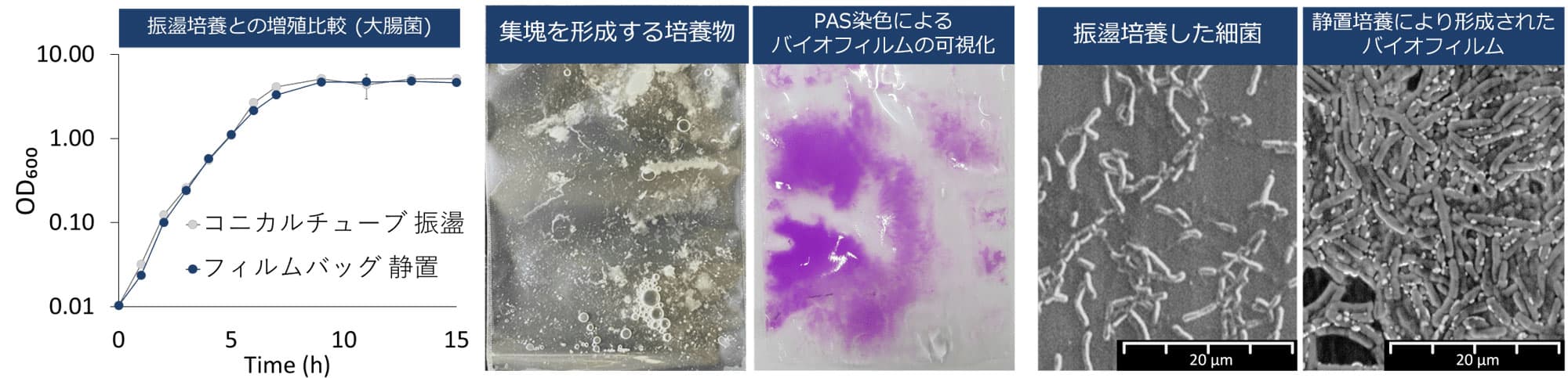 フィルムバック静置と浸透の細菌増殖曲線とフィルムバックに付着したバイオフィルムの画像