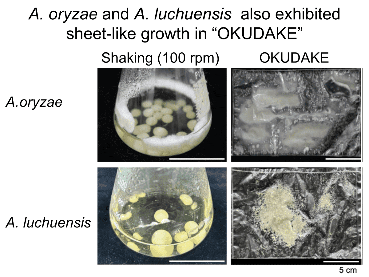 麹菌培養の画像
