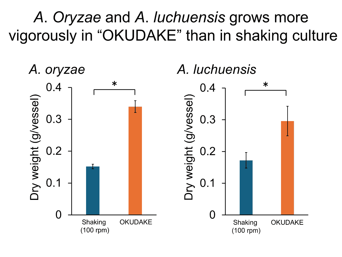 麹菌培養の重量比較の画像